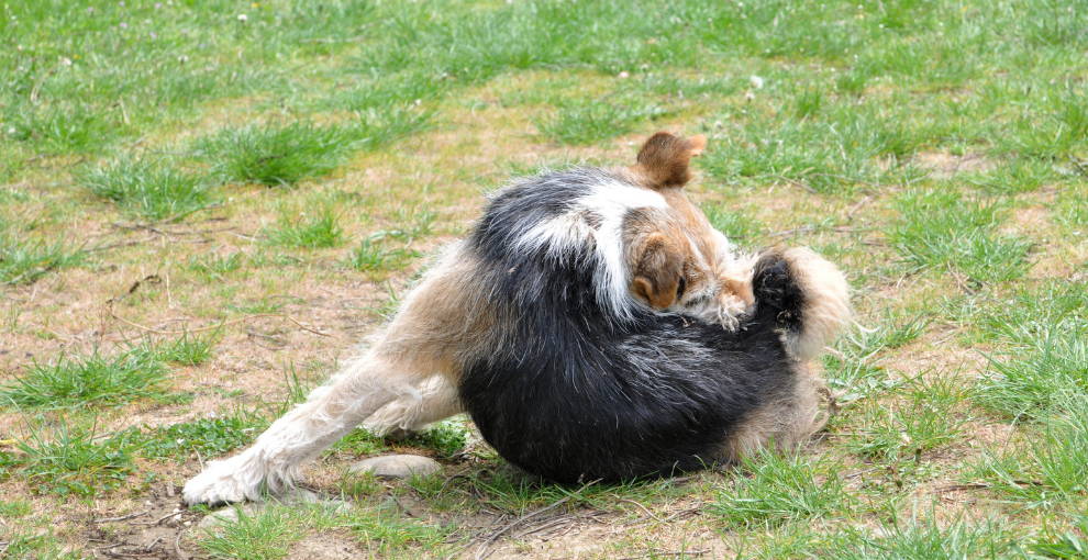 Ist ständiger Haarausfall schädlich für Hunde? mammaly